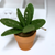 Decorative Clay Pot – Handmade Pot for Home and Garden (minimum order  quantity by 10 is required)