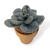 Stormy Plant | Unique Felted Monster Succulent Gift (min. order qty 3 required)