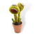 Felt Pooka Plant – Unique Handmade Wool Plant for Home Décor (Min. order qty 3 required)